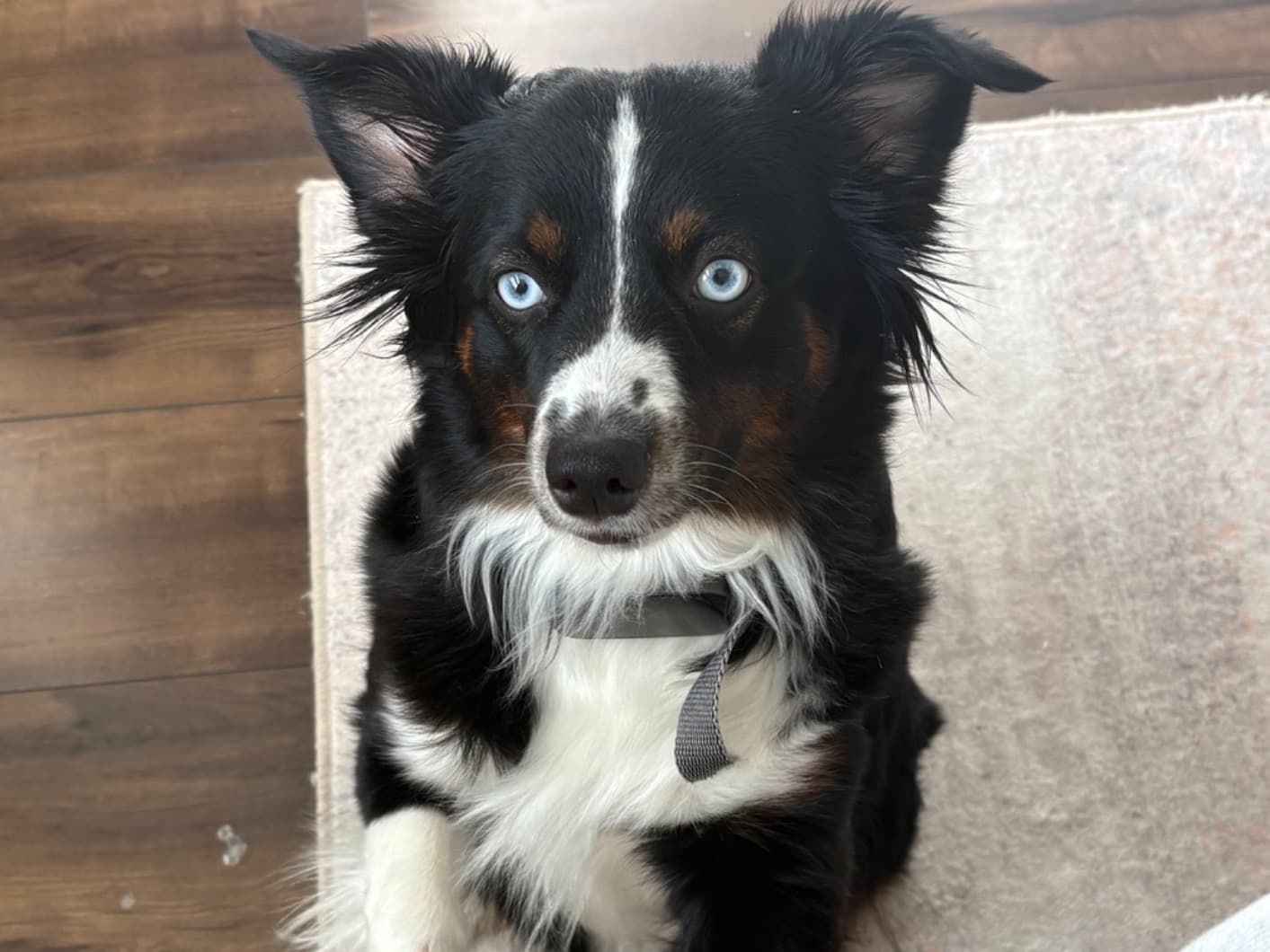 Miniature Australian Shepherd 1 year 10 months old female medium named Hanna for breeding in Las Vegas, Nevada | Petmeetly