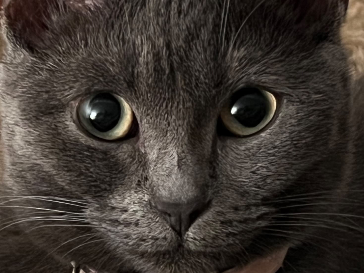 Domestic Shorthair 7 years old female named Sallynia for breeding in Fayetteville, North Carolina | Petmeetly