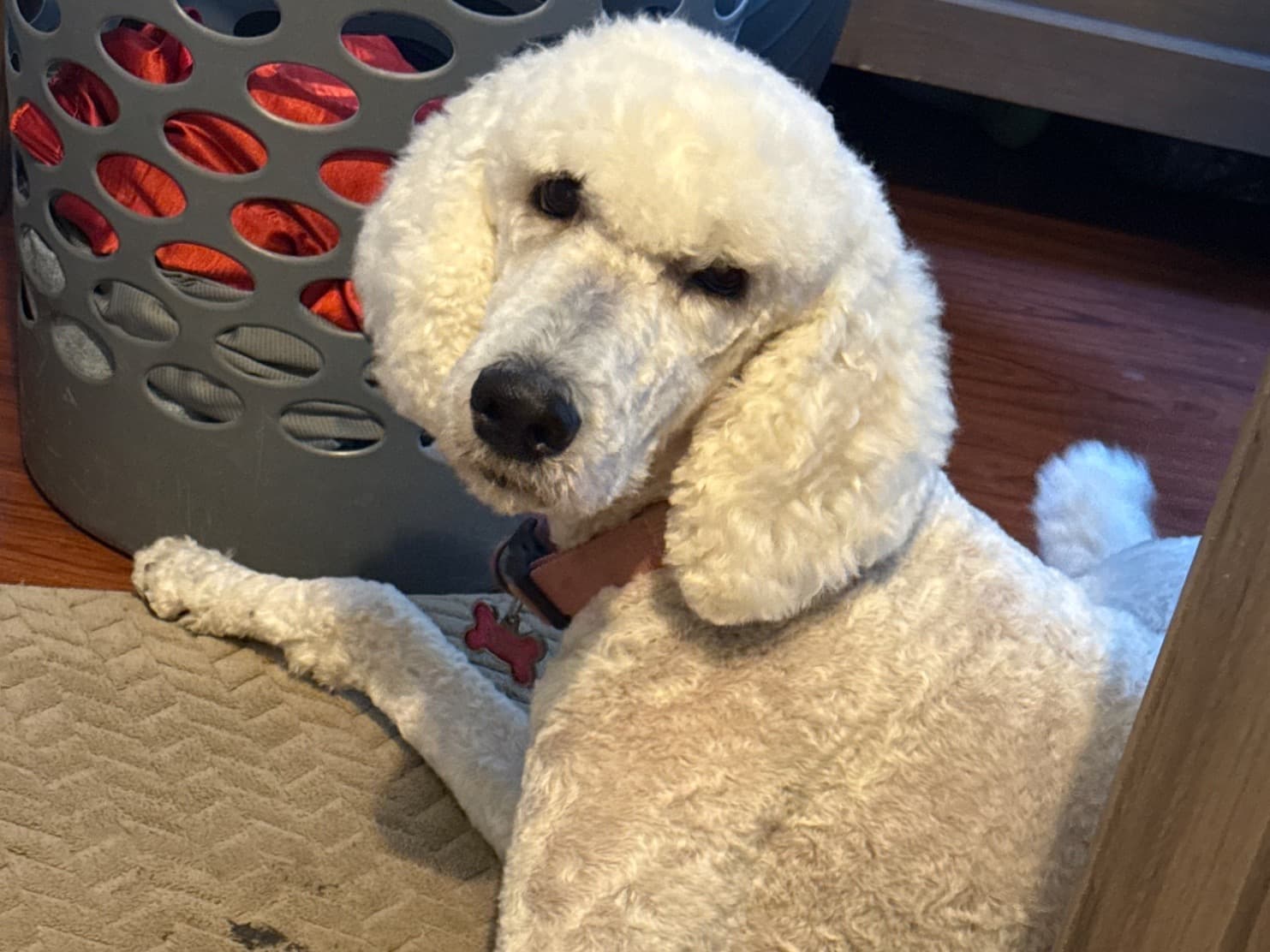 Standard Poodle 1 year 5 months old female large named Ruby for breeding in Hanford, California | Petmeetly