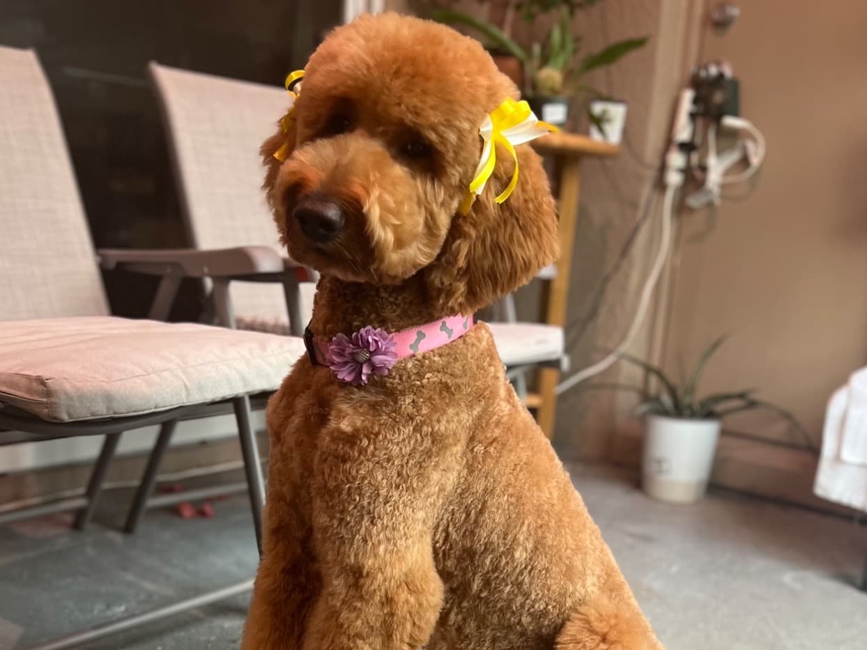 Goldendoodle 3 years old female large named Panela for breeding in Davenport, Florida | Petmeetly