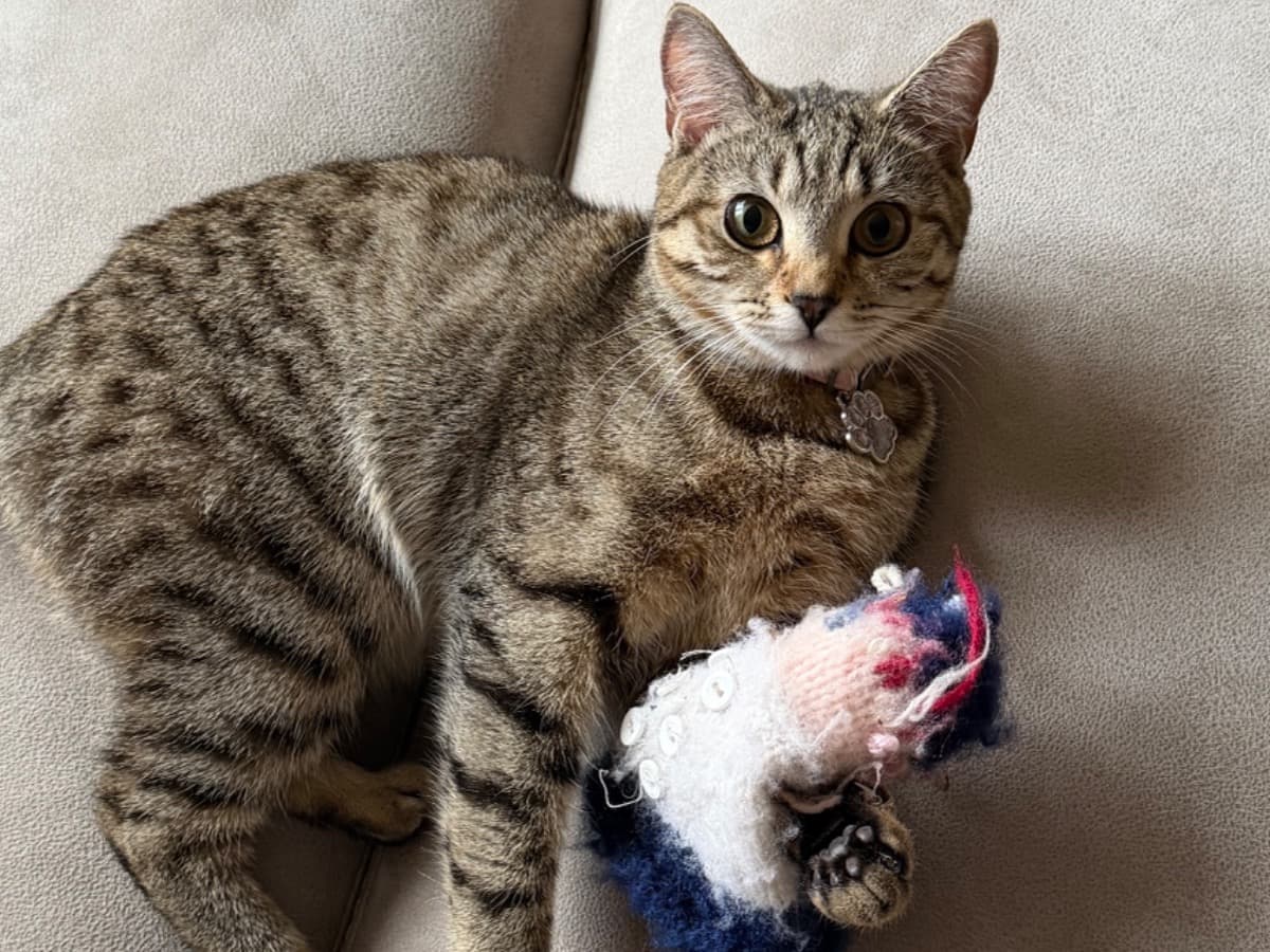 Tabby 1 year old female named Narla for breeding in Godalming, England | Petmeetly