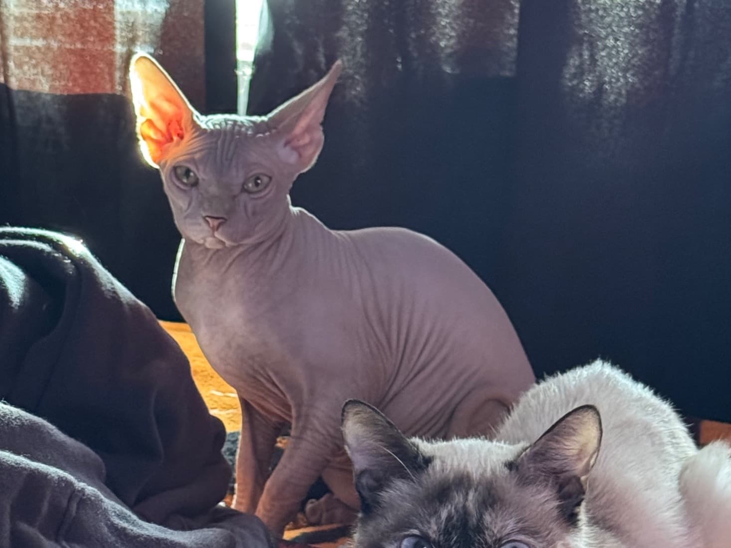 Sphynx 1 year 10 months old female named Dior for breeding in Riverside, California | Petmeetly