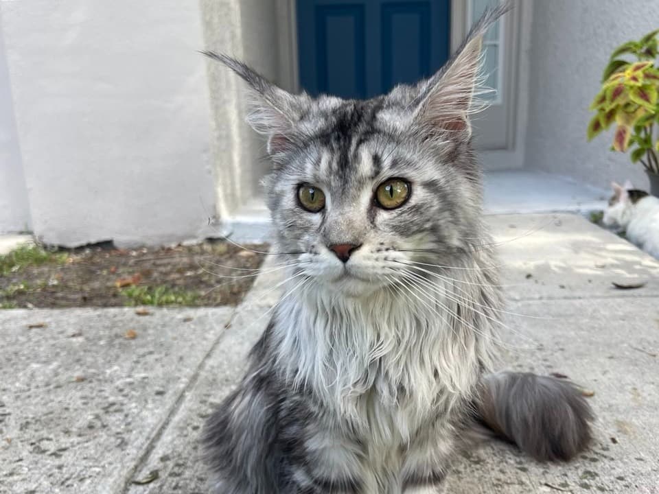 Maine Coon 1 year 6 months old female named Luna for breeding in Tampa, Florida | Petmeetly
