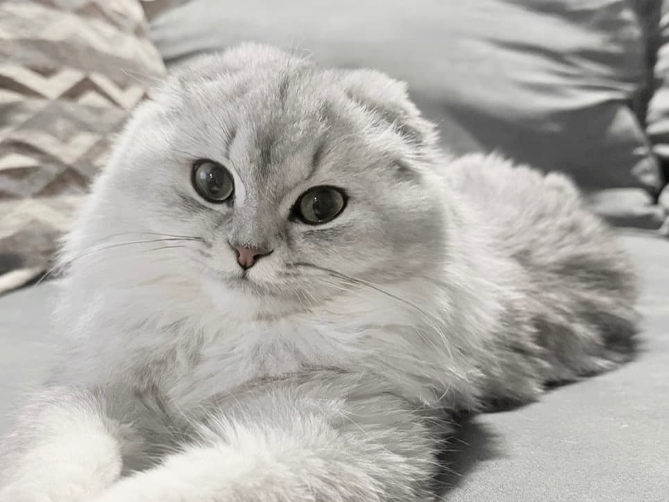 Scottish Fold 1 year old female named Nila for breeding in Denville, New Jersey | Petmeetly