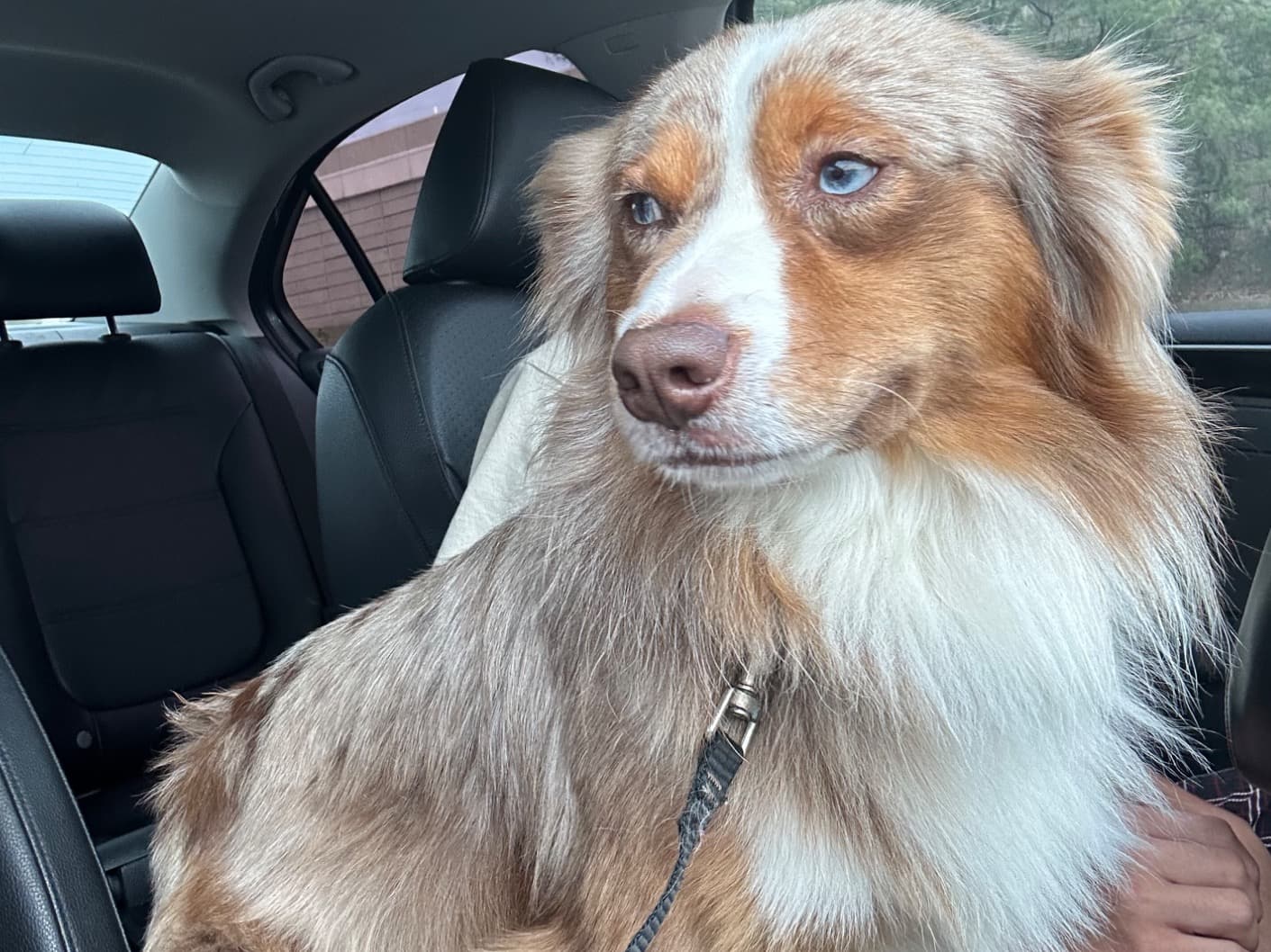 Miniature Australian Shepherd 2 years 10 months old male small named cappuccino for breeding in Austin, Texas | Petmeetly