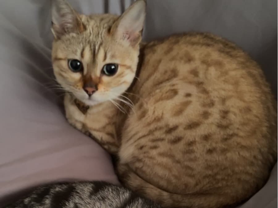 Bengal 1 year old female named Khaleesi for breeding in Brighton and Hove, England | Petmeetly