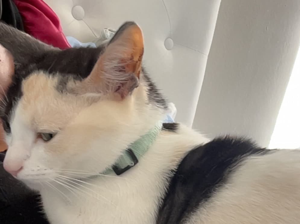 Calico 3 years old female named Lucy for breeding in Biloxi, Mississippi | Petmeetly