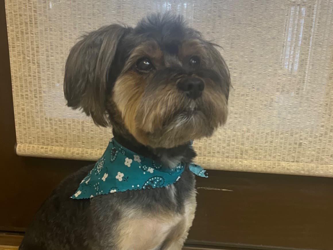 Yorkshire Terrier 12 years 3 months old male small named Mr Man for breeding in Fayetteville, North Carolina | Petmeetly