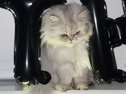 Persian 1 year old female named aroura for breeding in Birmingham, England | Petmeetly