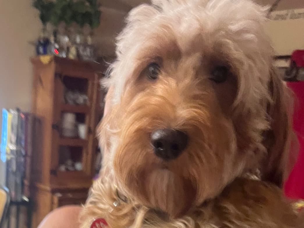 Goldendoodle 2 years old female medium named Selah for breeding in Lampasas, Texas | Petmeetly