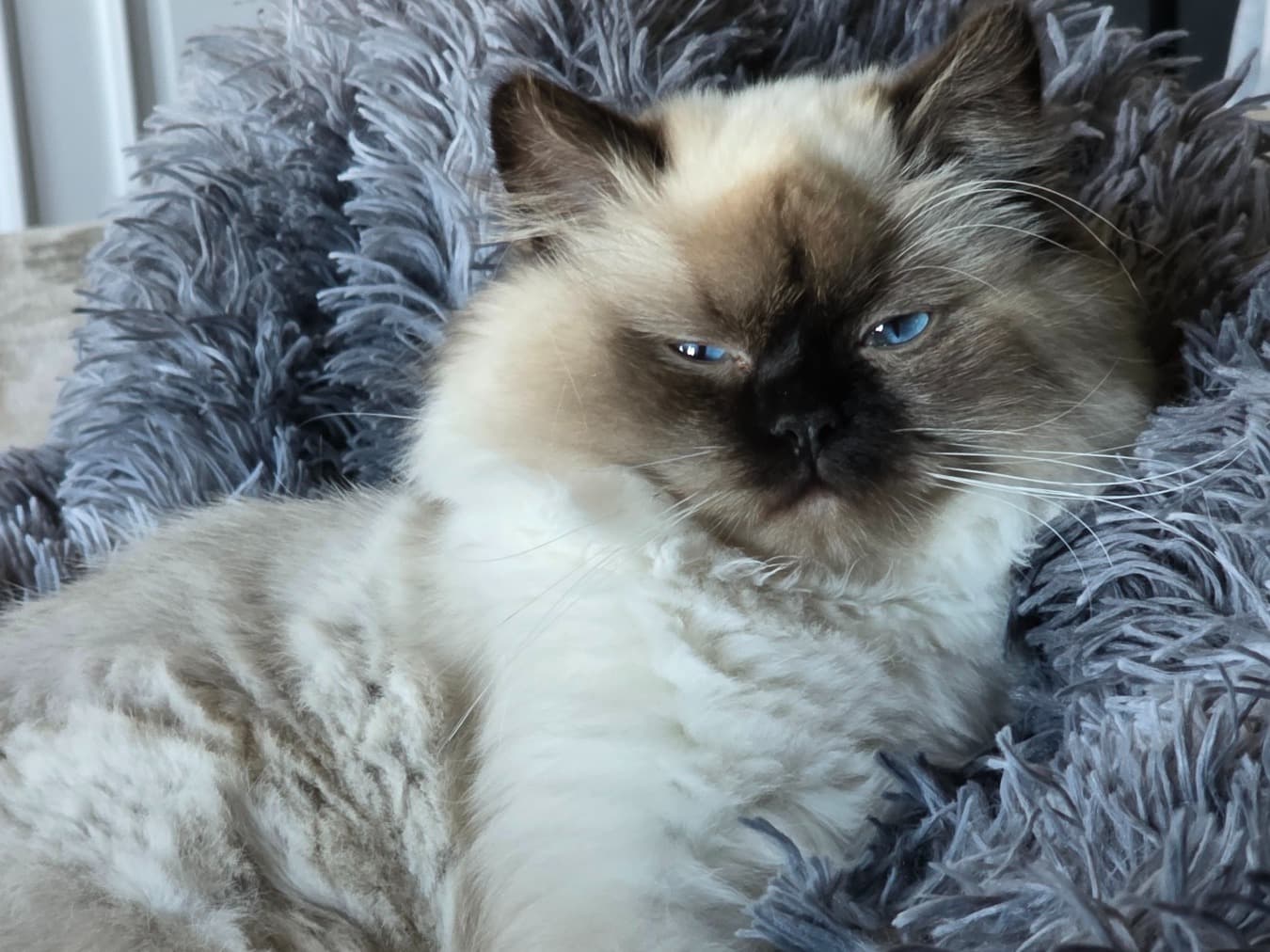 Ragdoll 1 year old female named Luna for breeding in McPherson, Kansas | Petmeetly