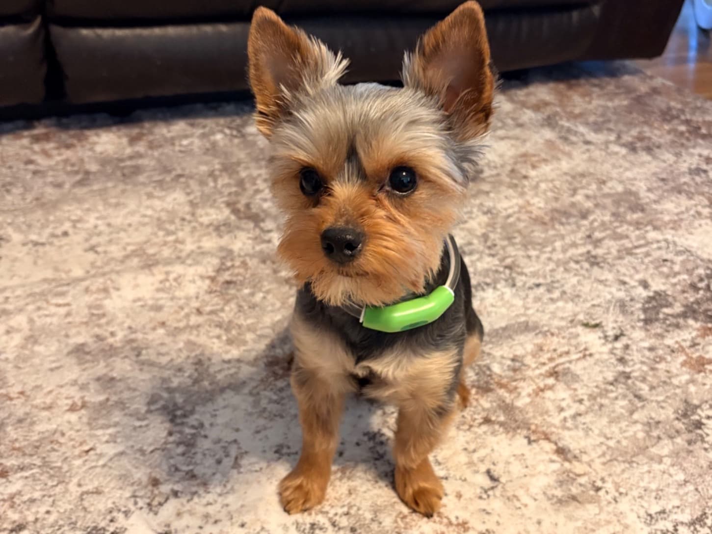 Yorkshire Terrier 1 year 2 months old male small named Winston for breeding in Caddo Mills, Texas | Petmeetly
