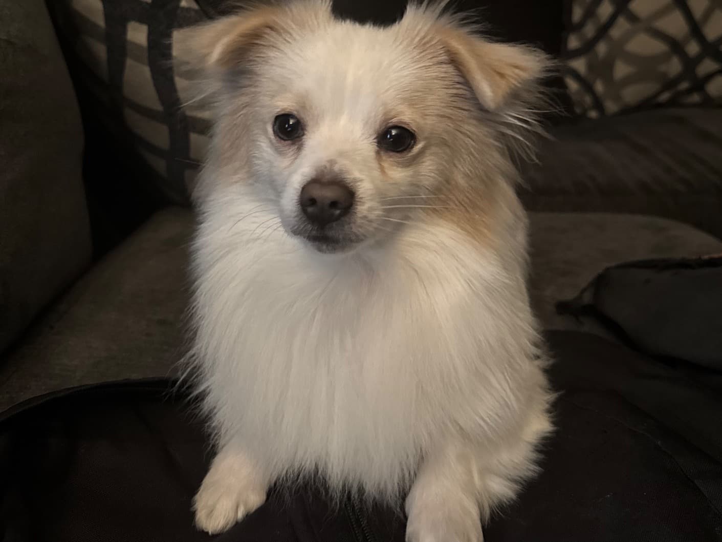 Pomeranian 1 year old male small named Oso for breeding in Los Angeles, California | Petmeetly