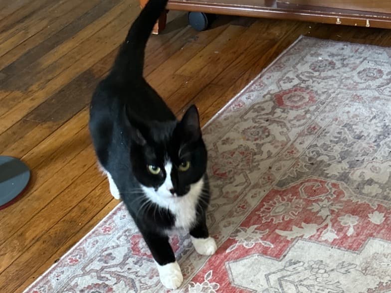 Tuxedo Cat 1 year old female named daffy for breeding in Mount Holly, New Jersey | Petmeetly