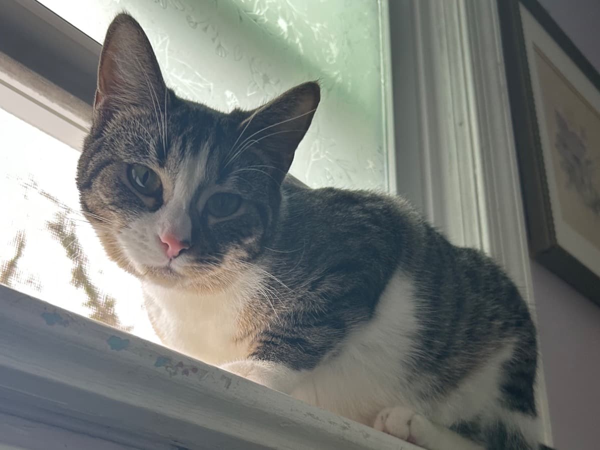 Tabby 1 year old female named princess for breeding in Mount Holly, New Jersey | Petmeetly