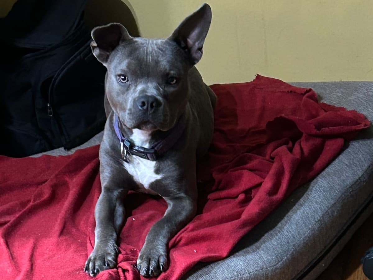 American Bully 1 year old male medium named Bronx for breeding in Mount Holly, New Jersey | Petmeetly