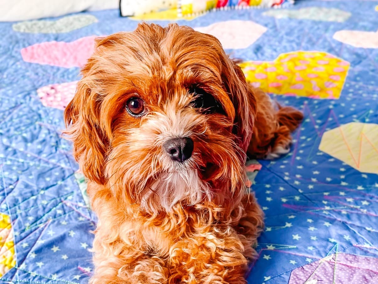 Miniature Poodle 2 years 3 months old female small named Mochi for breeding in Yelm, Washington | Petmeetly