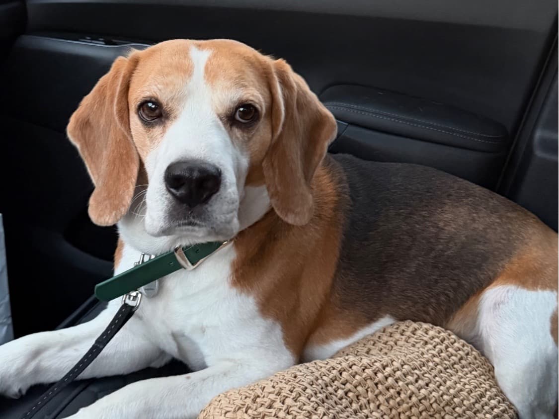 Beagle 6 years old male medium named Biggie for breeding in Los Angeles, California | Petmeetly