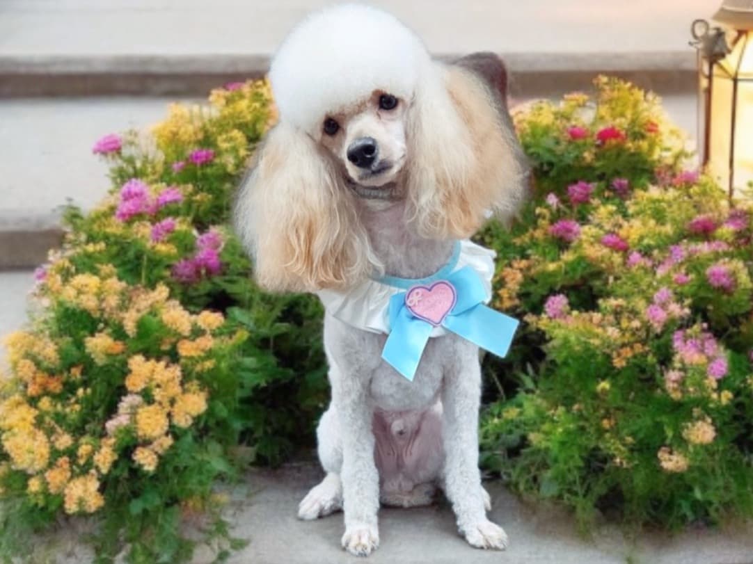Toy Poodle 2 years old male small named Nino for breeding in Colorado Springs, Colorado | Petmeetly