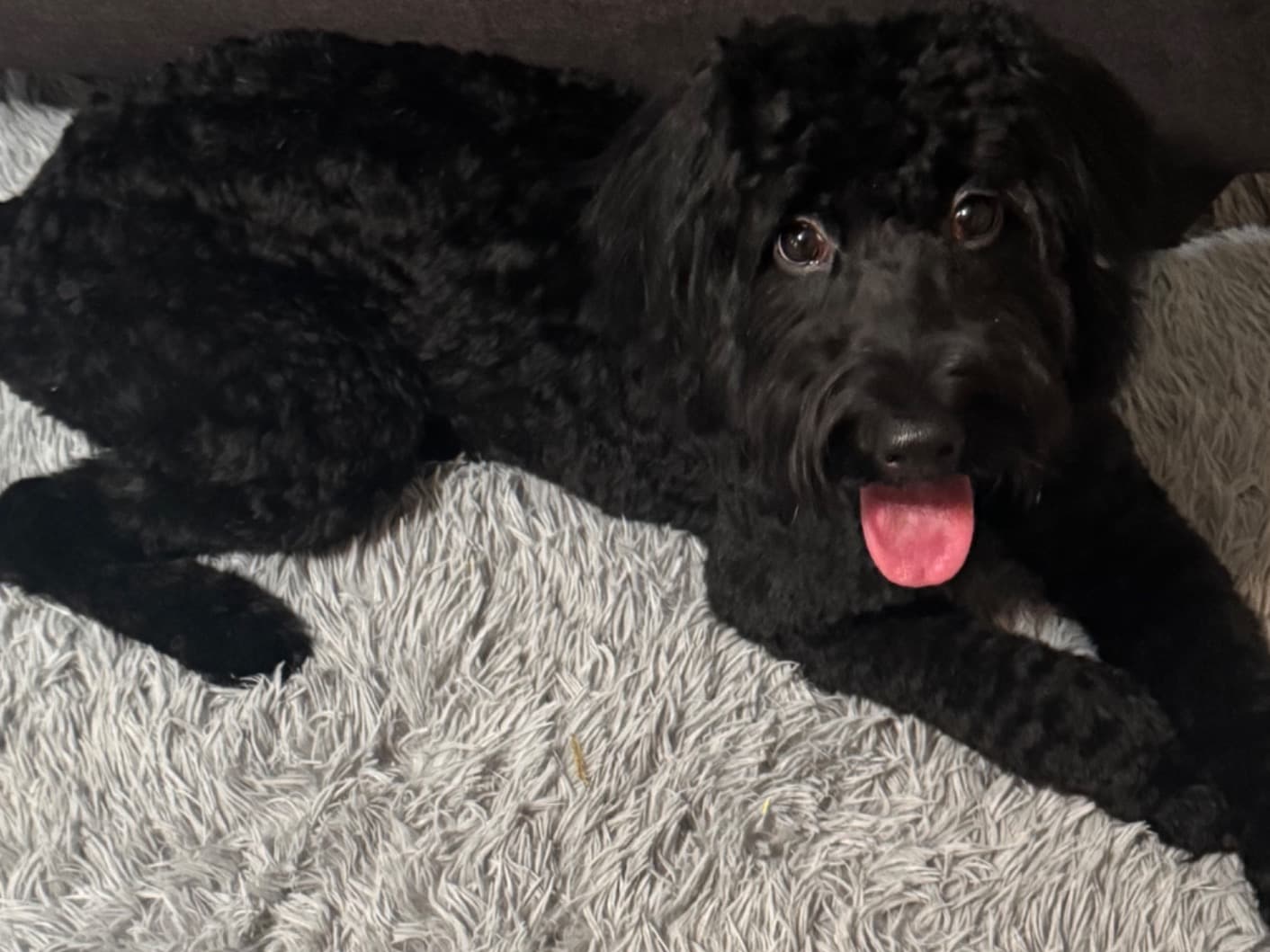 Standard Poodle 1 year 2 months old female medium named Cocoa Stewart for breeding in Glennville, Georgia | Petmeetly