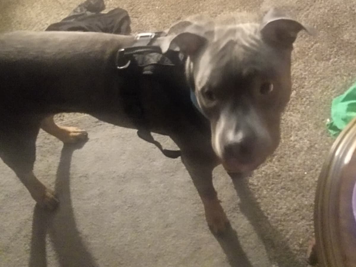 Blue nose Pitbull 1 year old male large named Blu for breeding in Virginia Beach, Virginia | Petmeetly