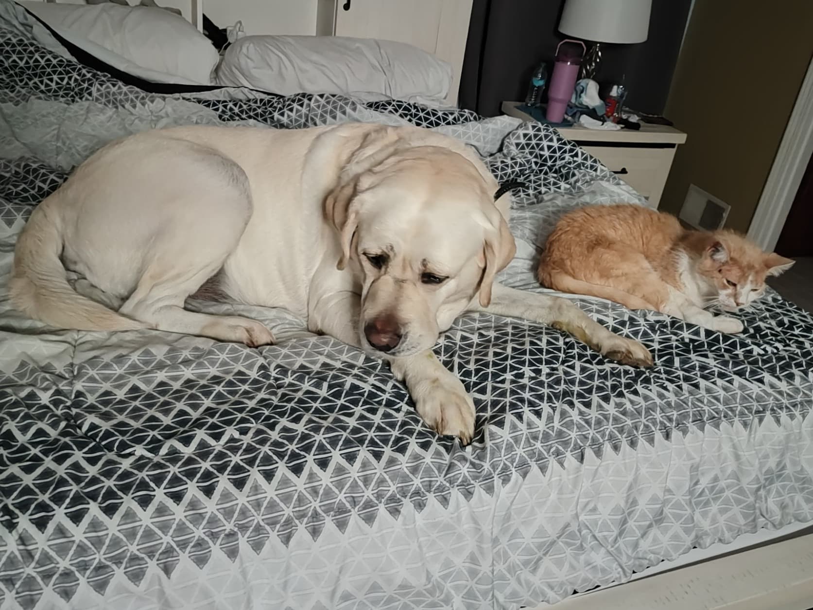 English Labrador Retriever 5 years old male large named Barkley for breeding in Louisville, Kentucky | Petmeetly