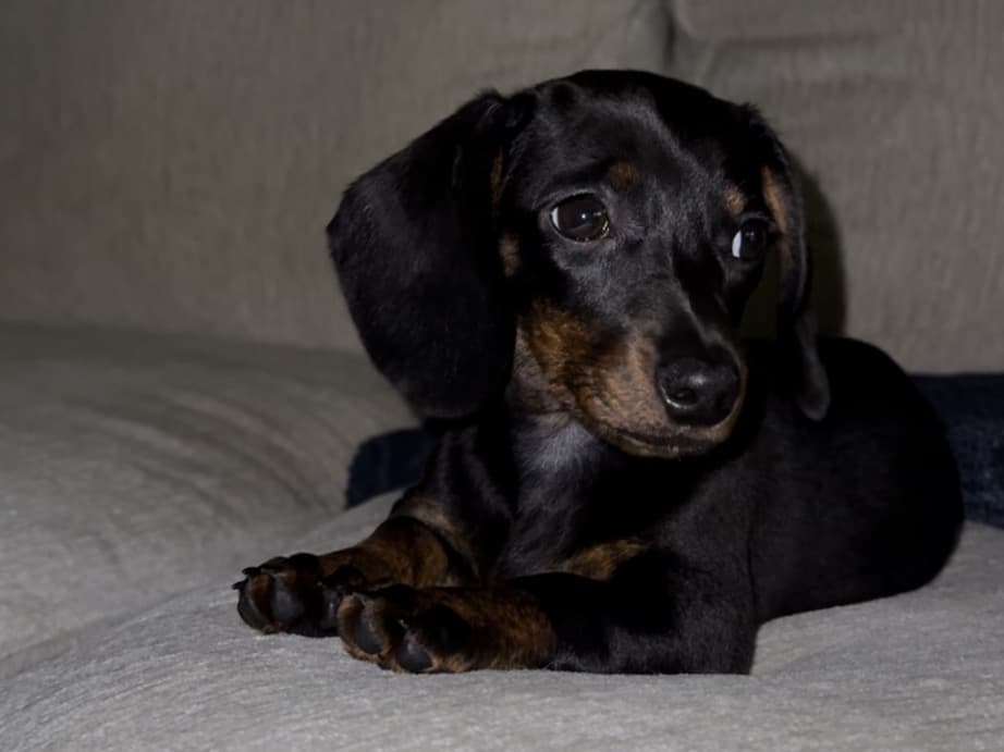 Dachshund 1 year old female small named gomek for breeding in Jacksonville, Florida | Petmeetly