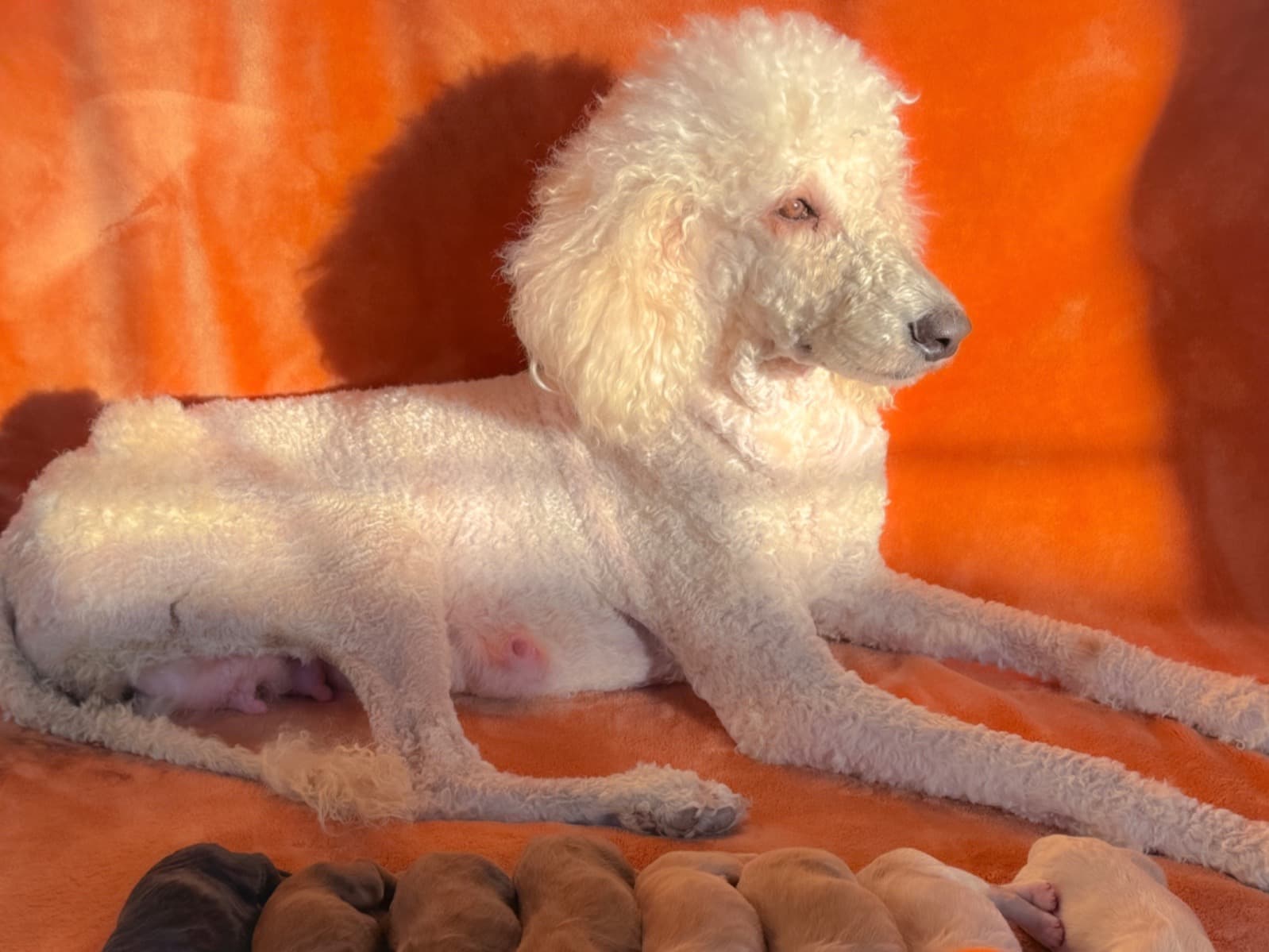 Standard Poodle 3 years old female medium named Sophie for breeding in Midwest City, Oklahoma | Petmeetly