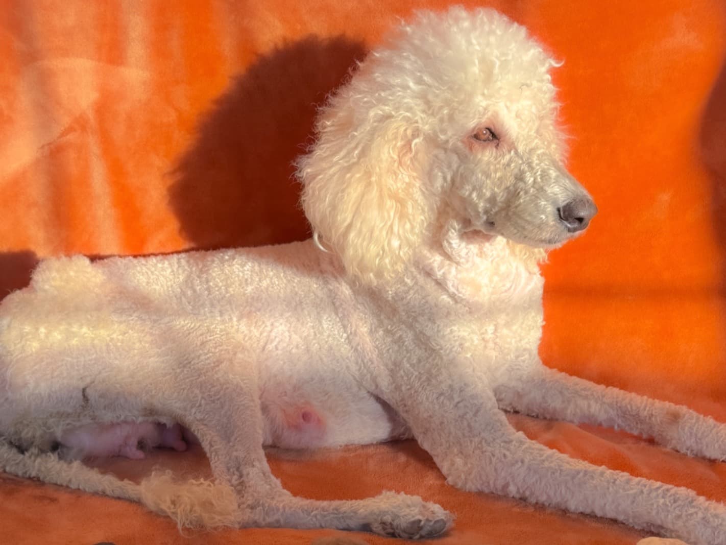 Standard Poodle 3 years old female medium named Sophie for breeding in Midwest City, Oklahoma | Petmeetly
