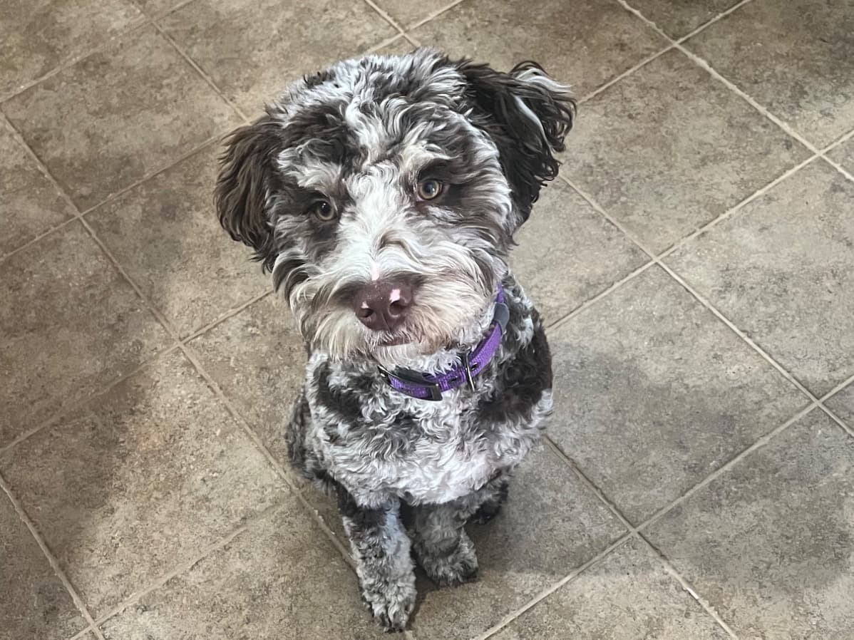 Standard Poodle 1 year 6 months old female medium named Calypso for breeding in Fruita, Colorado | Petmeetly