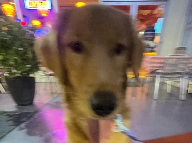 Golden Retriever 1 year 1 month old male large named buddy for breeding in Miami, Florida | Petmeetly