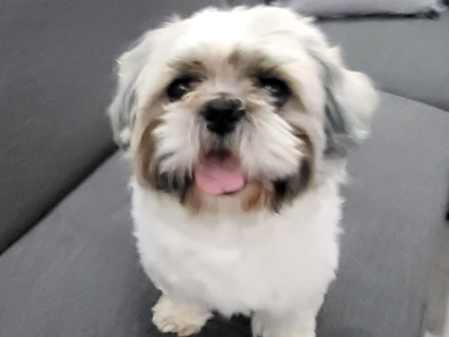 Shih Tzu 3 years old male medium named milo for breeding in Sutton-in-Ashfield, England | Petmeetly