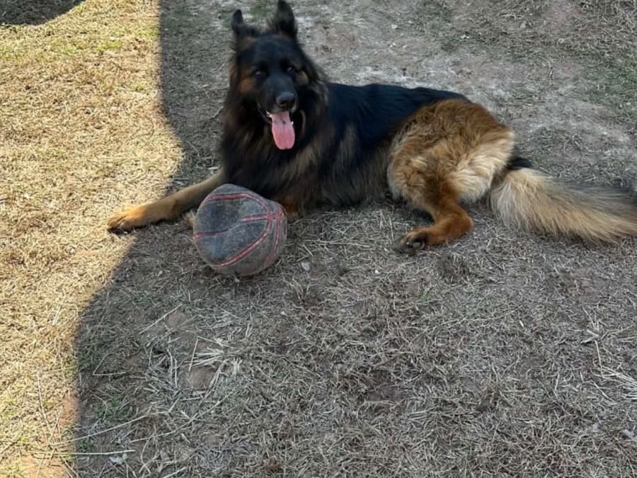 German Shepherd 3 years 3 months old male extra large named max for breeding in Woodbridge, Virginia | Petmeetly