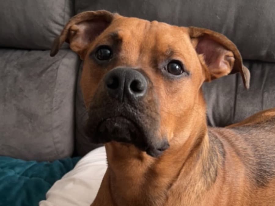 Boxer 3 years 3 months old male medium named Winston for breeding in Newburgh, Indiana | Petmeetly