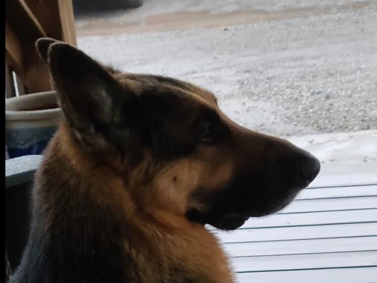 German Shepherd 9 years 11 months old male large named Shadow for breeding in Marshall, Missouri | Petmeetly