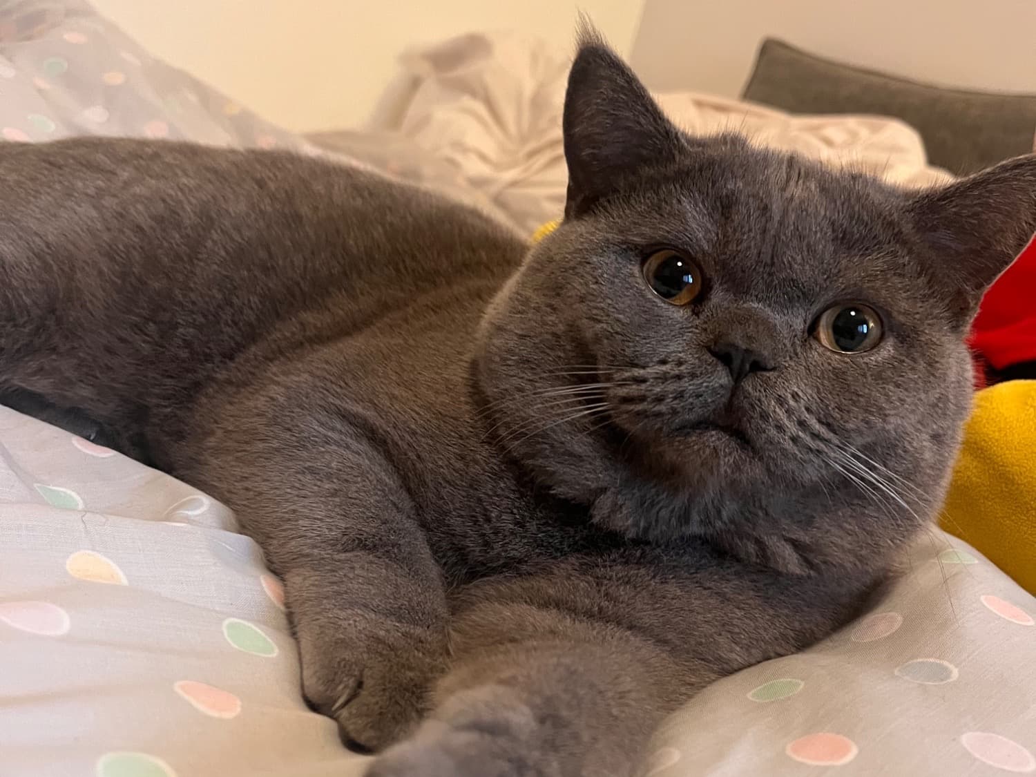 British Shorthair 1 year old male named Ossie Blue for breeding in Longstanton, England | Petmeetly