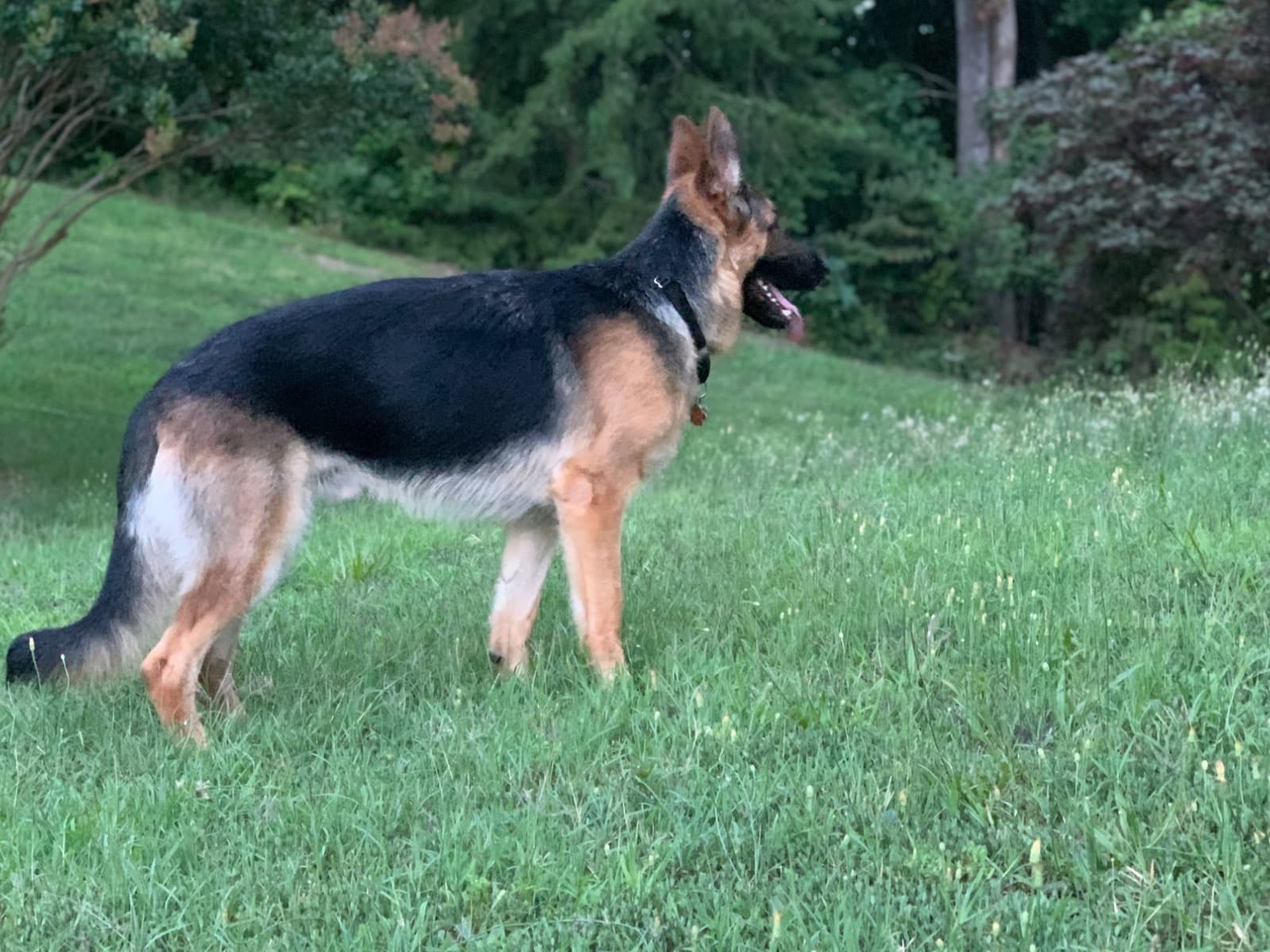 German Shepherd 5 years old male large named chase for breeding in Fredericksburg, Virginia | Petmeetly