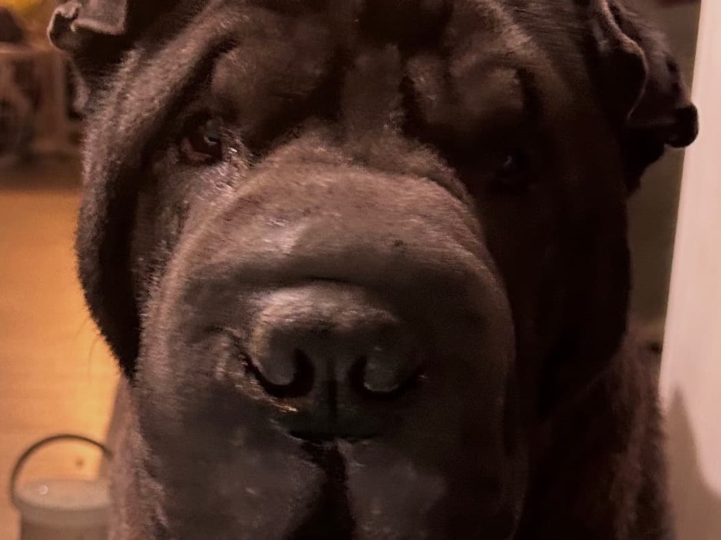 Shar Pei 2 years 6 months old male medium named shadow for breeding in Denison, Texas | Petmeetly