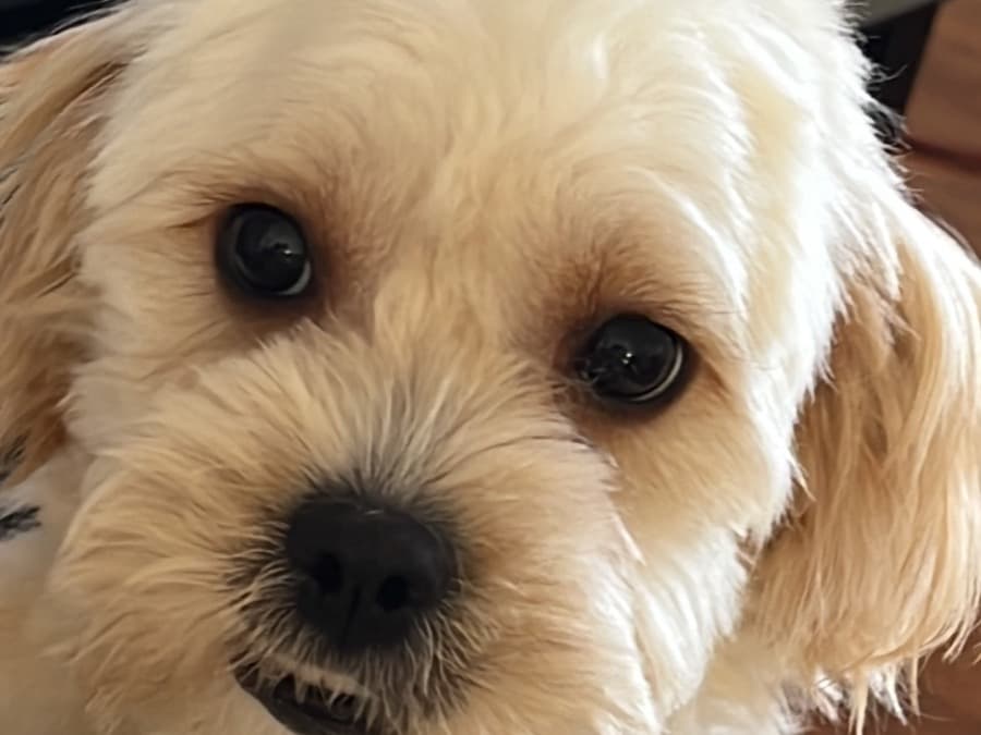 Poodle 11 years old male small named rocky for breeding in West Babylon, New York | Petmeetly