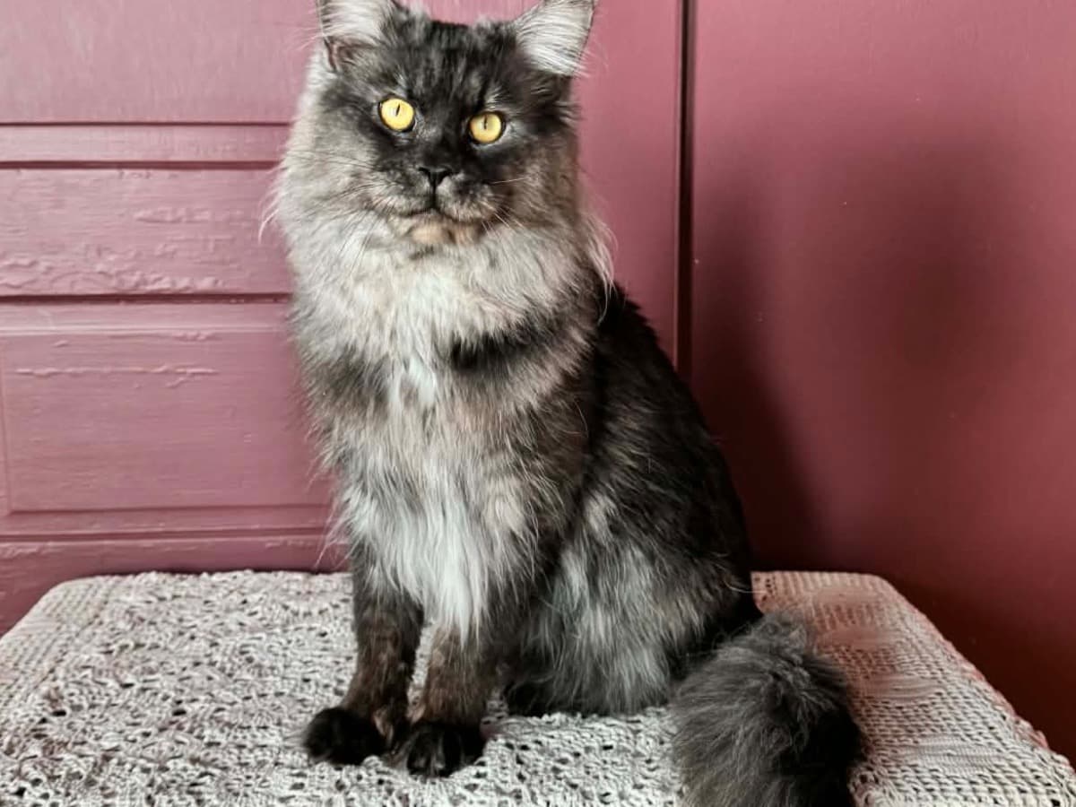 Maine Coon 2 years 4 months old male named fennel for breeding in Villa Rica, Georgia | Petmeetly