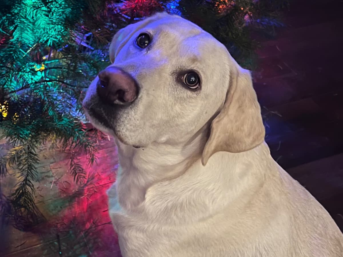 Labrador Retriever 3 years 6 months old female large named Annie for breeding in Murrieta, California | Petmeetly