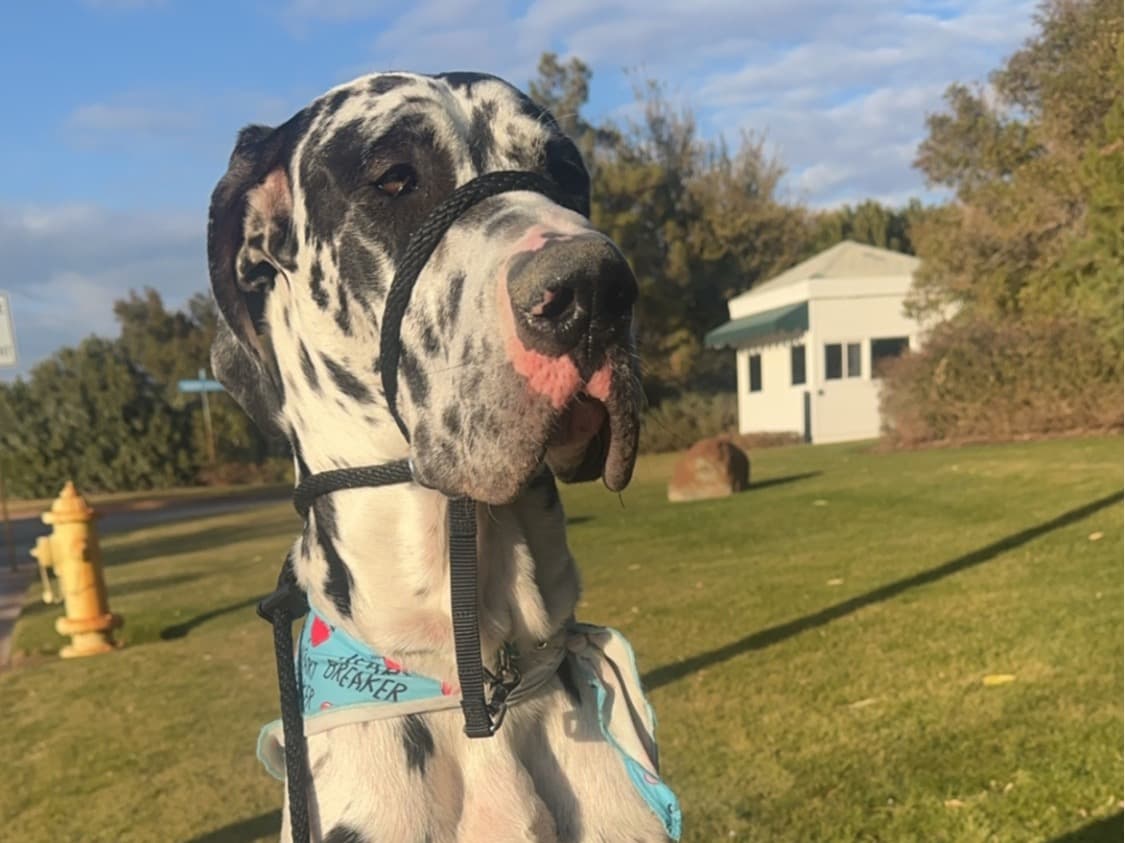 Doberman 2 years old male extra large named Benny for breeding in Las Vegas, Nevada | Petmeetly