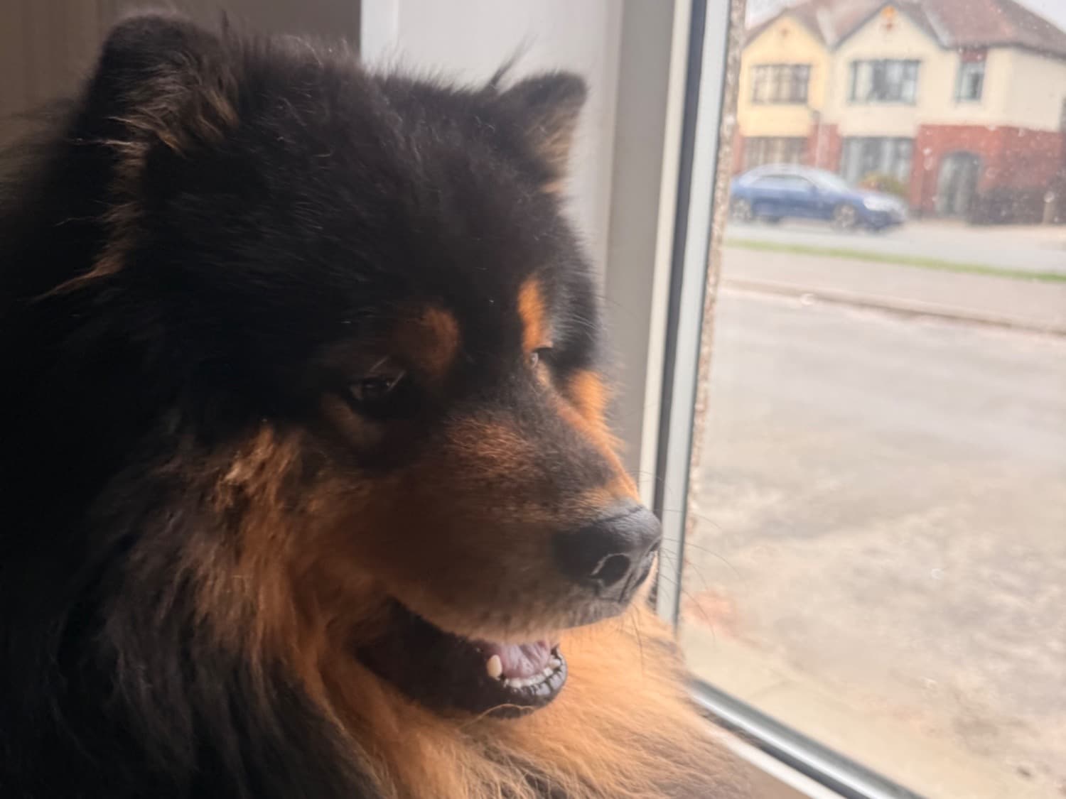 Chow Chow 3 years 8 months old male medium named Leo for breeding in Goole, England | Petmeetly