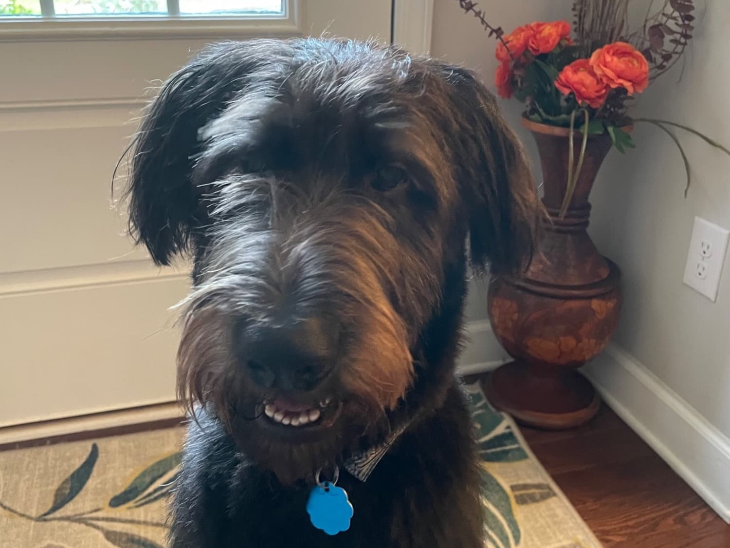 German Shepherd 5 years 11 months old male large named Maverick for breeding in Woodstock, Georgia | Petmeetly