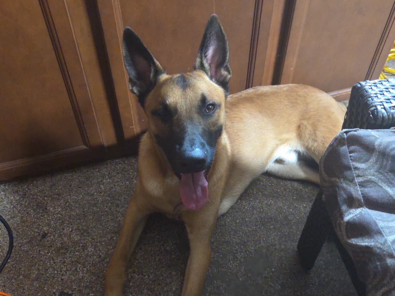 Belgian Malinois 1 year 4 months old male large named Helix for breeding in Palmetto, Florida | Petmeetly