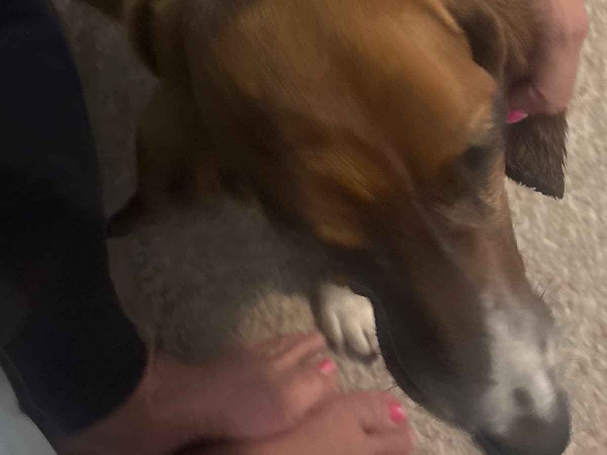 Basset Hound 4 years old male medium named Duke for breeding in Oakley, Utah | Petmeetly