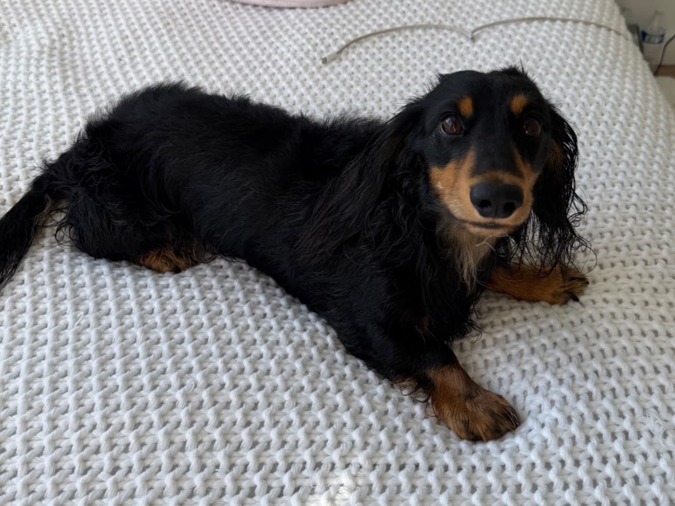 Dachshund 3 years 1 month old male small named King for breeding in Coral Springs, Florida | Petmeetly