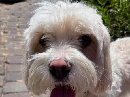 Cavapoo (Cavadoodle) 3 years old female small named Luna for breeding in Carmel Valley, California | Petmeetly