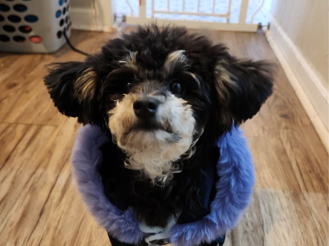 Toy Poodle 1 year old female small named Dream for breeding in Shelbyville, Illinois | Petmeetly