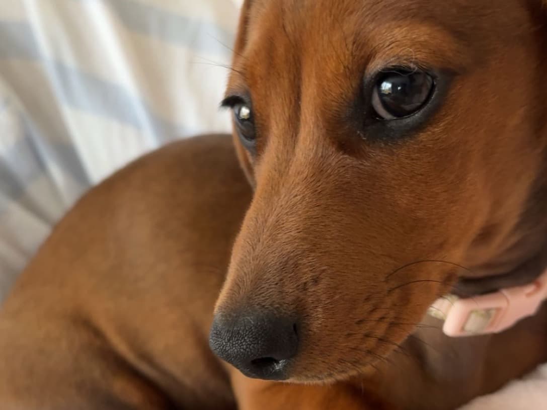 Dachshund 1 year 6 months old female small named narla for breeding in Scarborough, England | Petmeetly
